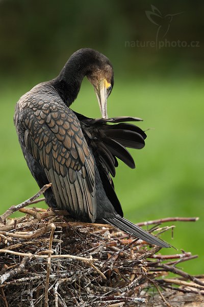 Kormorán velký (Phalacrocorax carbo), Kormorán velký (Phalacrocorax carbo), Great Cormorant, Autor: Ondřej Prosický | NaturePhoto.cz, Model: Canon EOS-1D Mark III, Objektiv: Canon EF 200mm f/2 L IS USM + TC Canon 2x, Ohnisková vzdálenost (EQ35mm): 520 mm, stativ Gitzo 3540LS + RRS BH55, Clona: 4.5, Doba expozice: 1/160 s, ISO: 500, Kompenzace expozice: -2/3, Blesk: Ano, Vytvořeno: 20. července 2008 16:57:24, Wienna - Schönbrunn (Rakousko) 